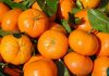 MSC Completes First Ever Shipment of Clementines from Chile to China
