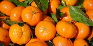 MSC Completes First Ever Shipment of Clementines from Chile to China