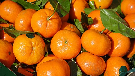 MSC Completes First Ever Shipment of Clementines from Chile to China