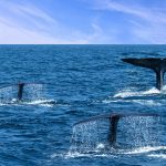 Whale tails in ocean water, Sri Lanka