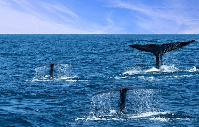MSC Changes Course Around Sri Lanka to Protect Blue Whales