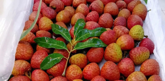 COSCO SHIPPING Lines Lychees