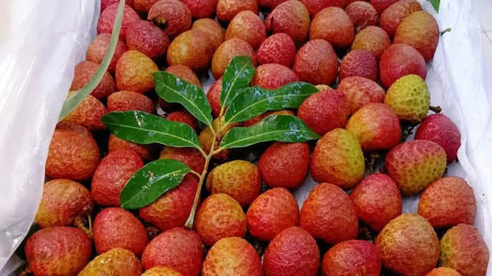 COSCO SHIPPING Lines Lychees