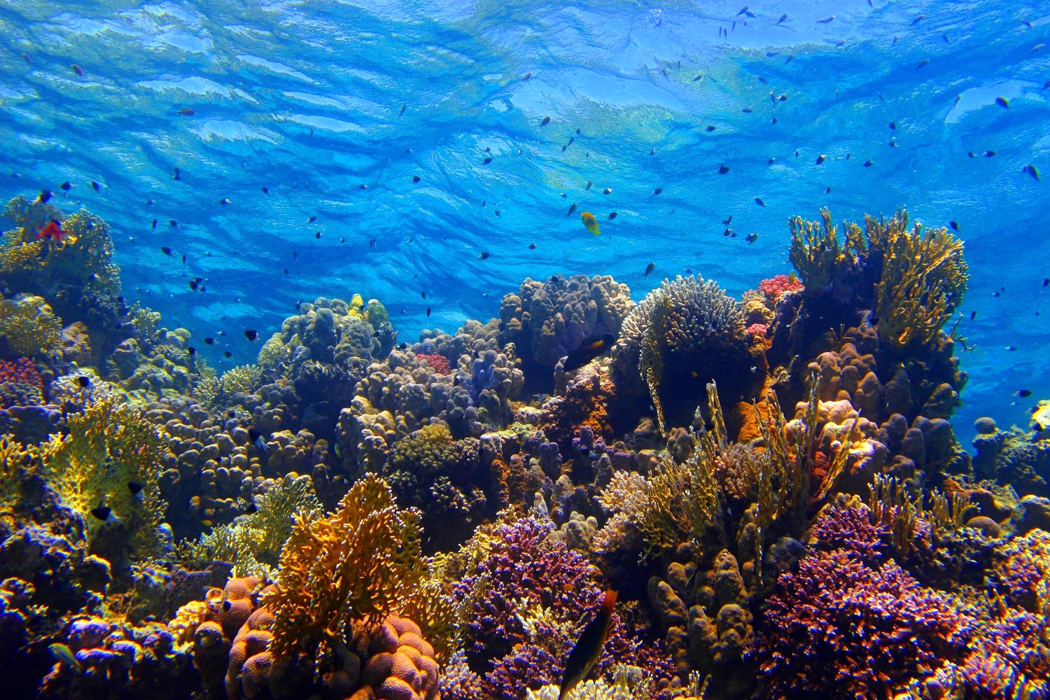 CMA CGM Group and Endangered Species International to Expand Live Coral ...