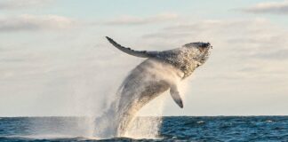 MSC Protect Whales Habitats