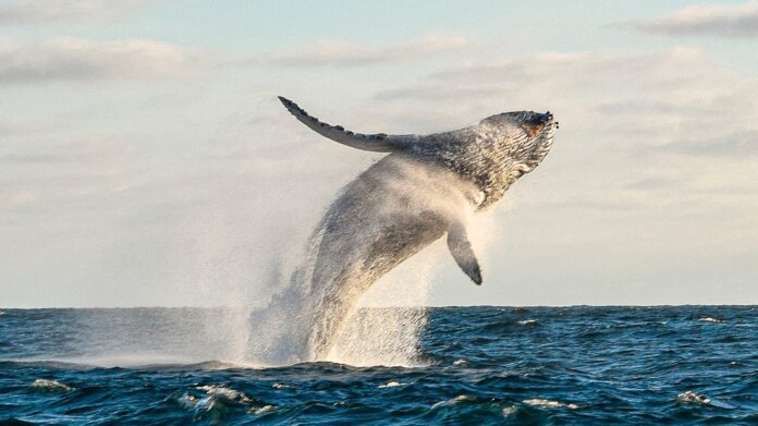 MSC Protect Whales Habitats