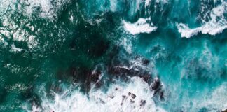 Wallenius Wilhelmsen TNFD Framework Maritime Biodiversity Strategy