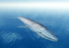 ชวนรู้จัก Protecting Blue Whales and Blue Skies โครงการพิทักษ์วาฬและผืนฟ้า