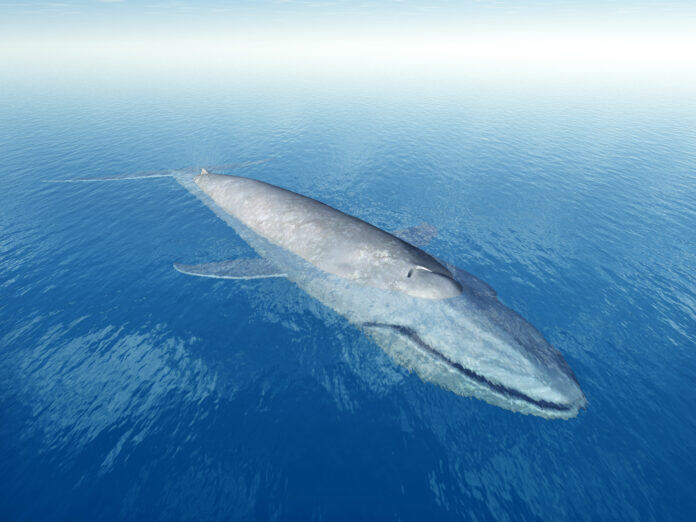 Large blue whale swimming in the sea