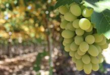 Maersk Integrated Chile-to-U.S. East Coast Cold Chain Solution Regulated Produce