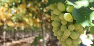 Maersk Integrated Chile-to-U.S. East Coast Cold Chain Solution Regulated Produce